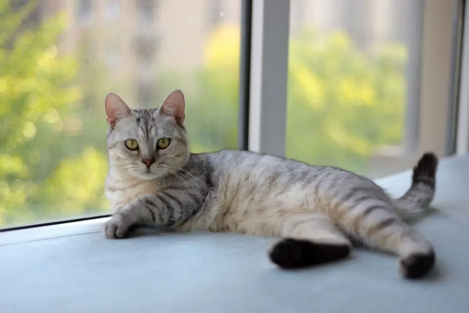 Kedi, köpek ya da kuş varken ilaçlama nasıl planlanır?